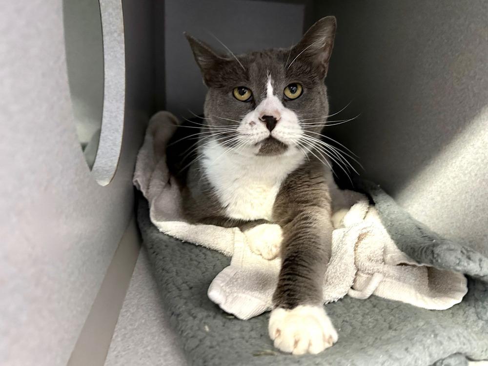 Levi ACC, Adopted, Senior Female Domestic Short Hair.