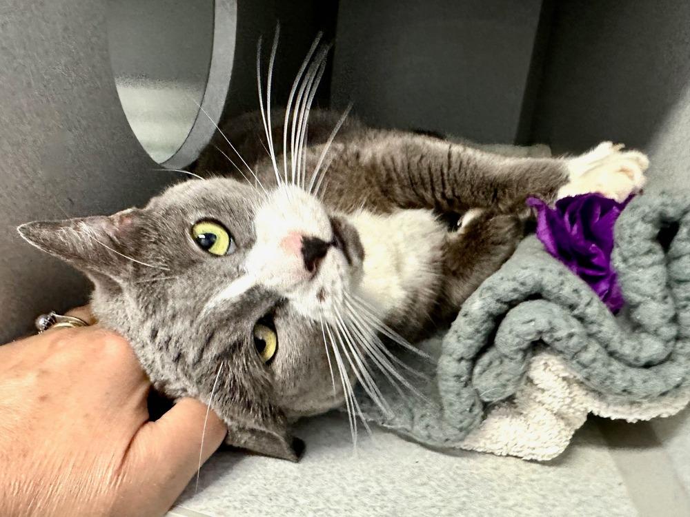 Enlarge Levi ACC, a Adopted Domestic Short Hair in Central Islip, NY image 2/3