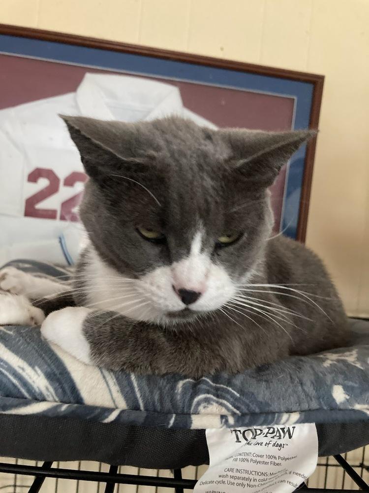 Enlarge Levi ACC, a Adopted Domestic Short Hair in Central Islip, NY image 3/3