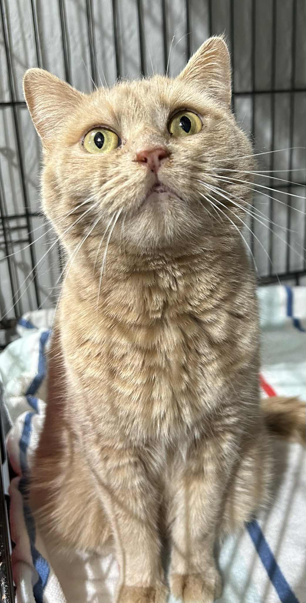 Cherry, ADOPTABLE, Adult Female Domestic Short Hair.