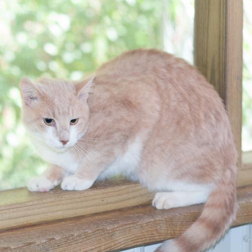 Enlarge Buffy, a Adoptable Domestic Short Hair in New Martinsville, WV image 2/4