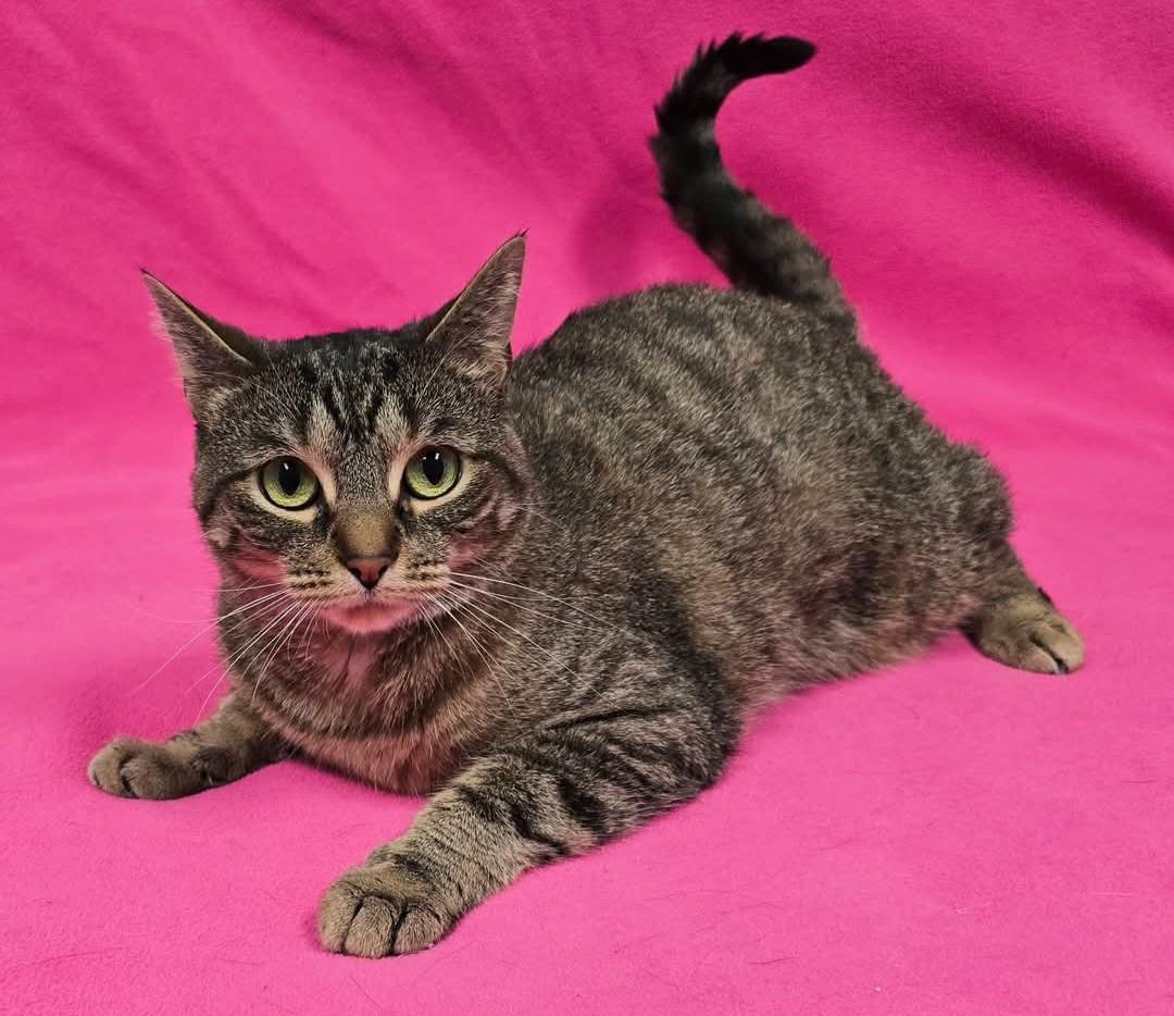 Enlarge Dee, a Adoptable Domestic Short Hair in Frankfort, IN image 3/5