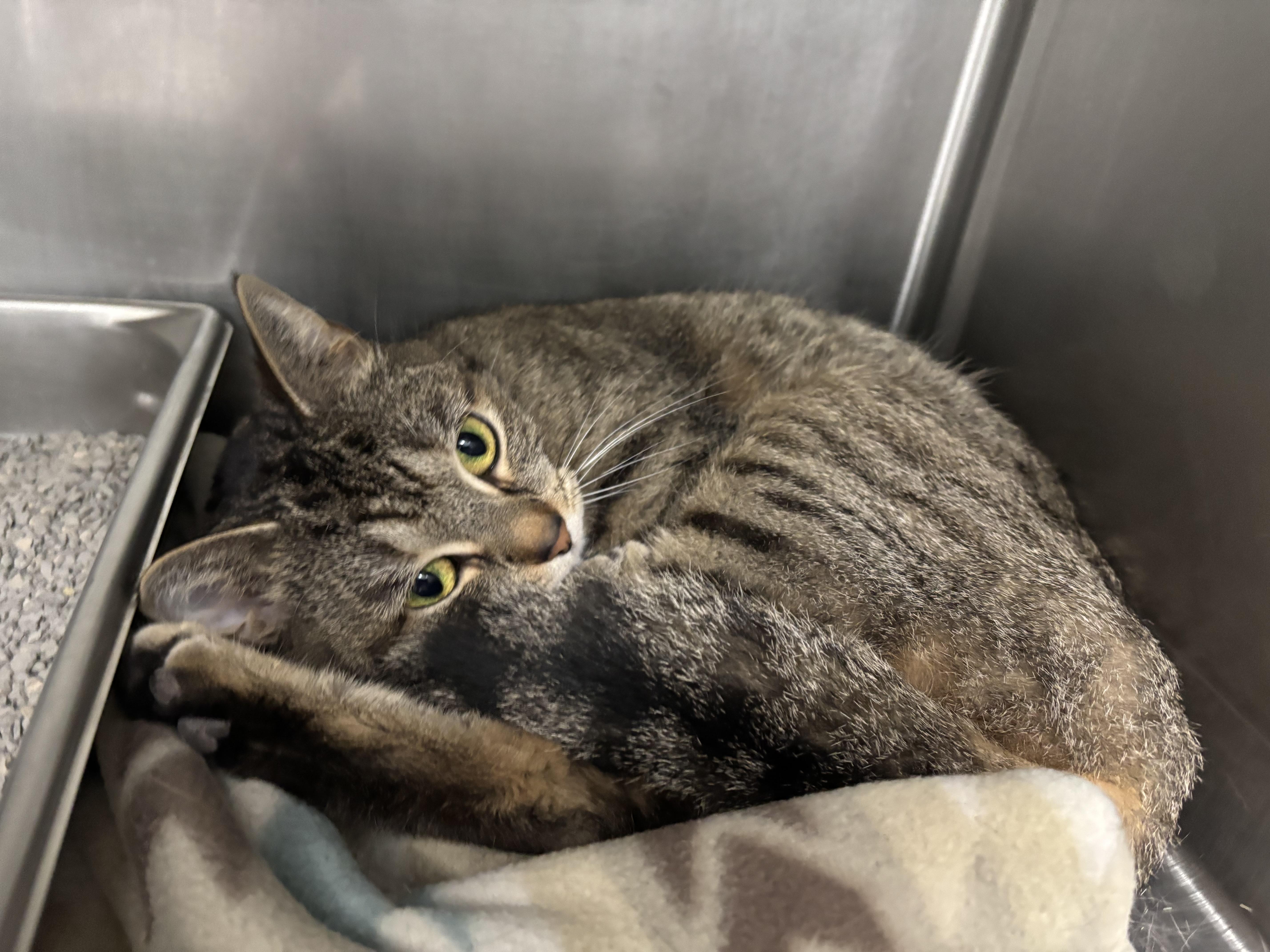 Enlarge Dee, a Adoptable Domestic Short Hair in Frankfort, IN image 4/4