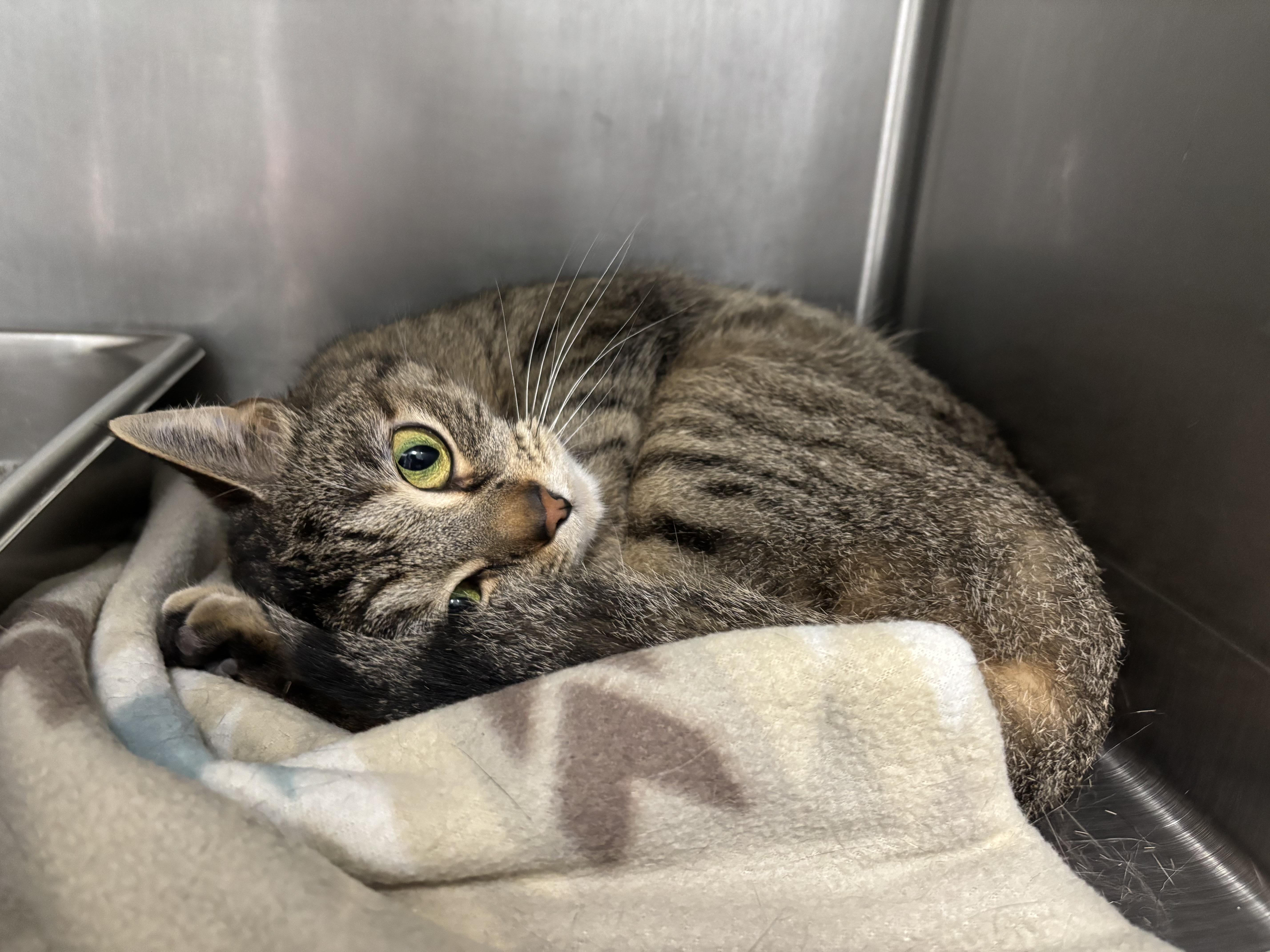 Enlarge Dee, a Adoptable Domestic Short Hair in Frankfort, IN image 1/4