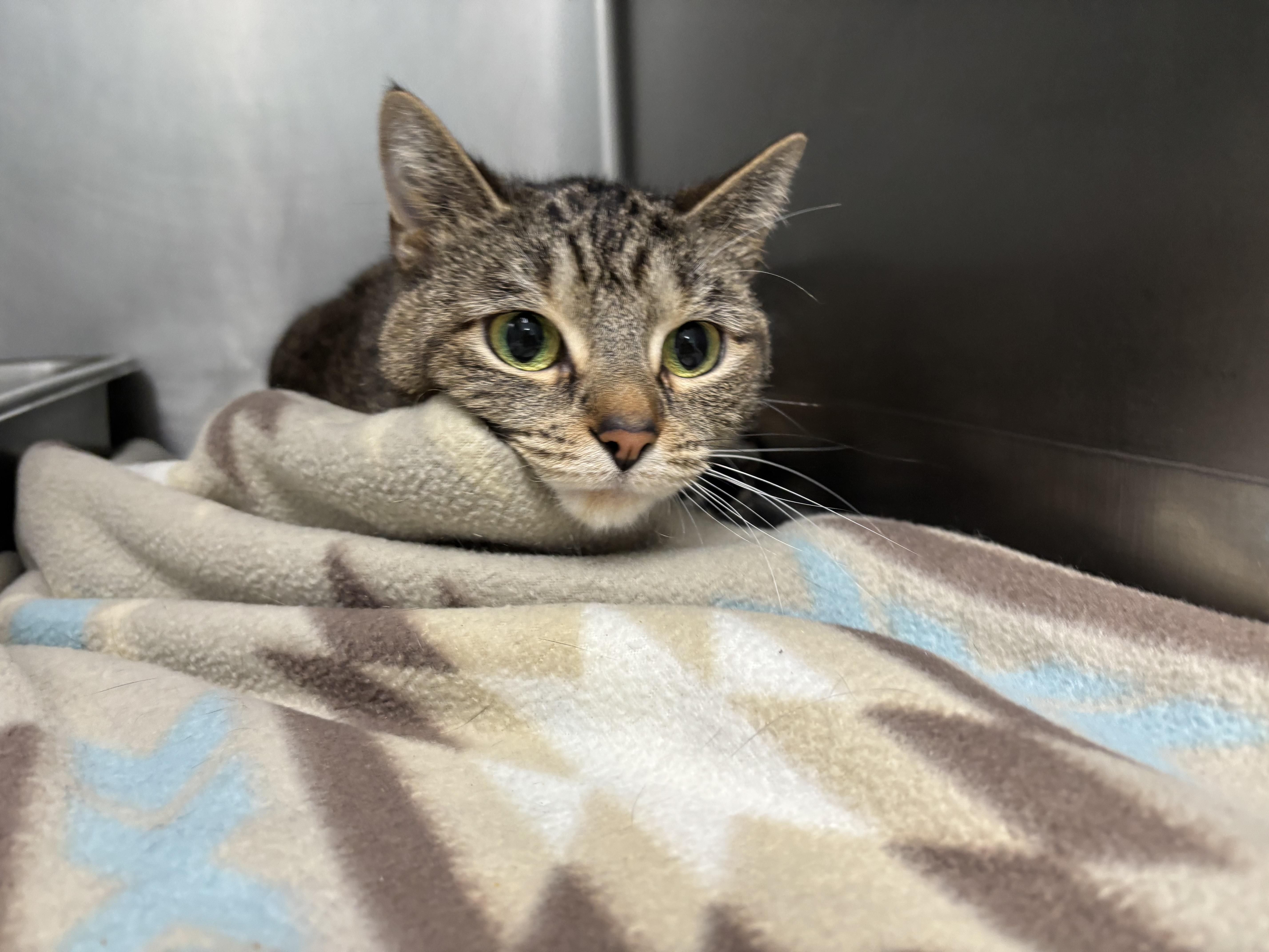 Enlarge Dee, a Adoptable Domestic Short Hair in Frankfort, IN image 3/4