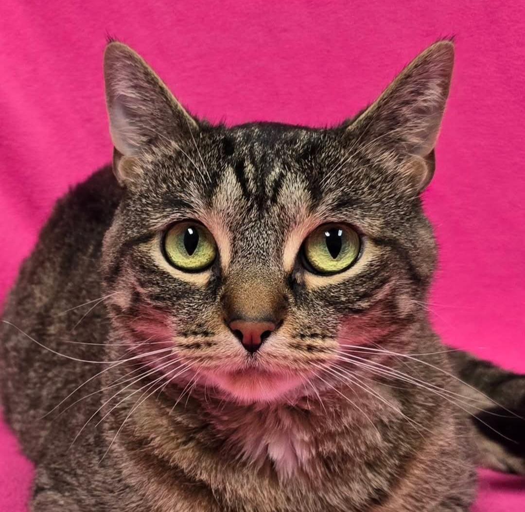 Dee, Adoptable, Adult Female Domestic Short Hair.