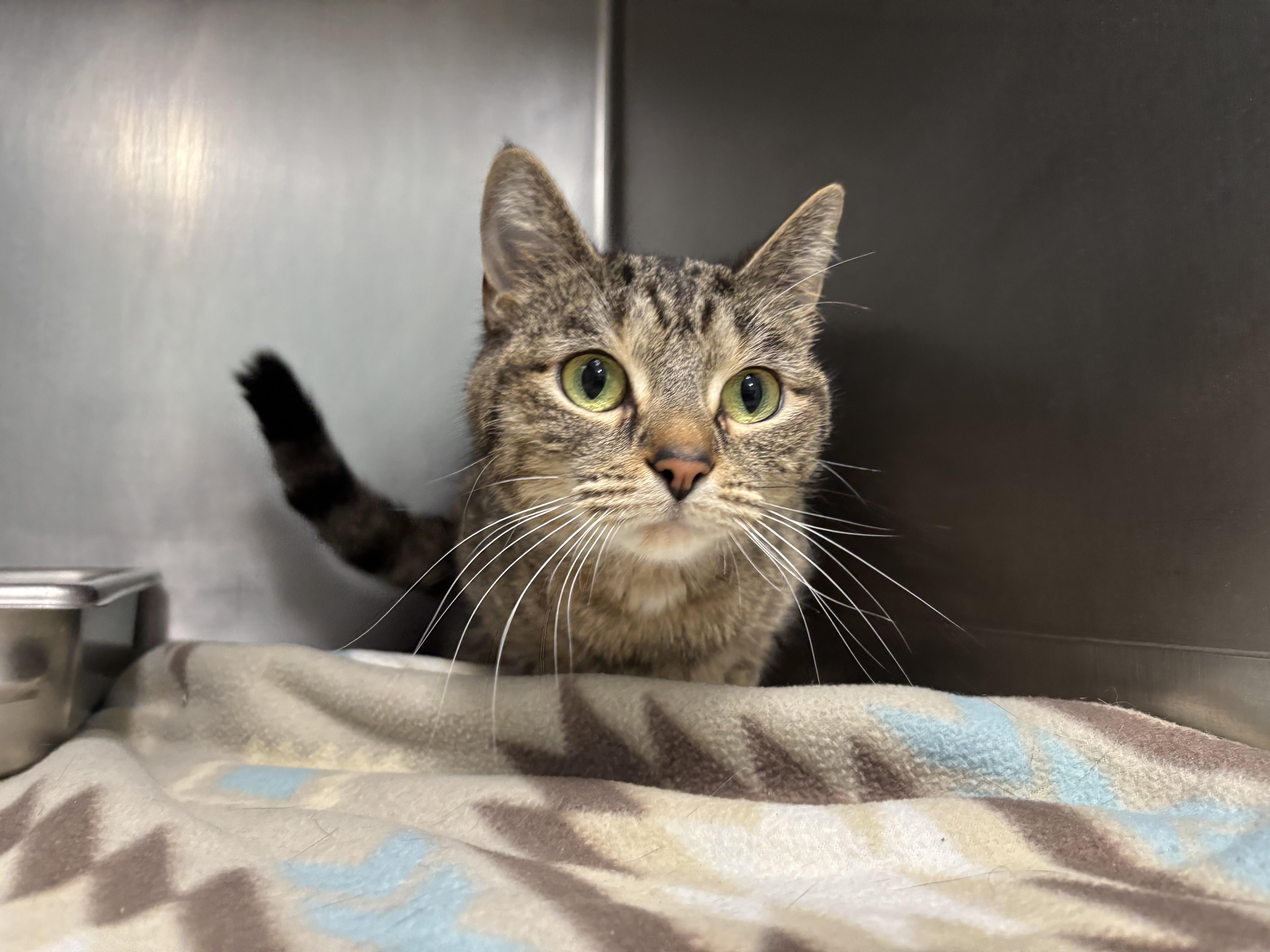 Enlarge Dee, a Adoptable Domestic Short Hair in Frankfort, IN image 2/4