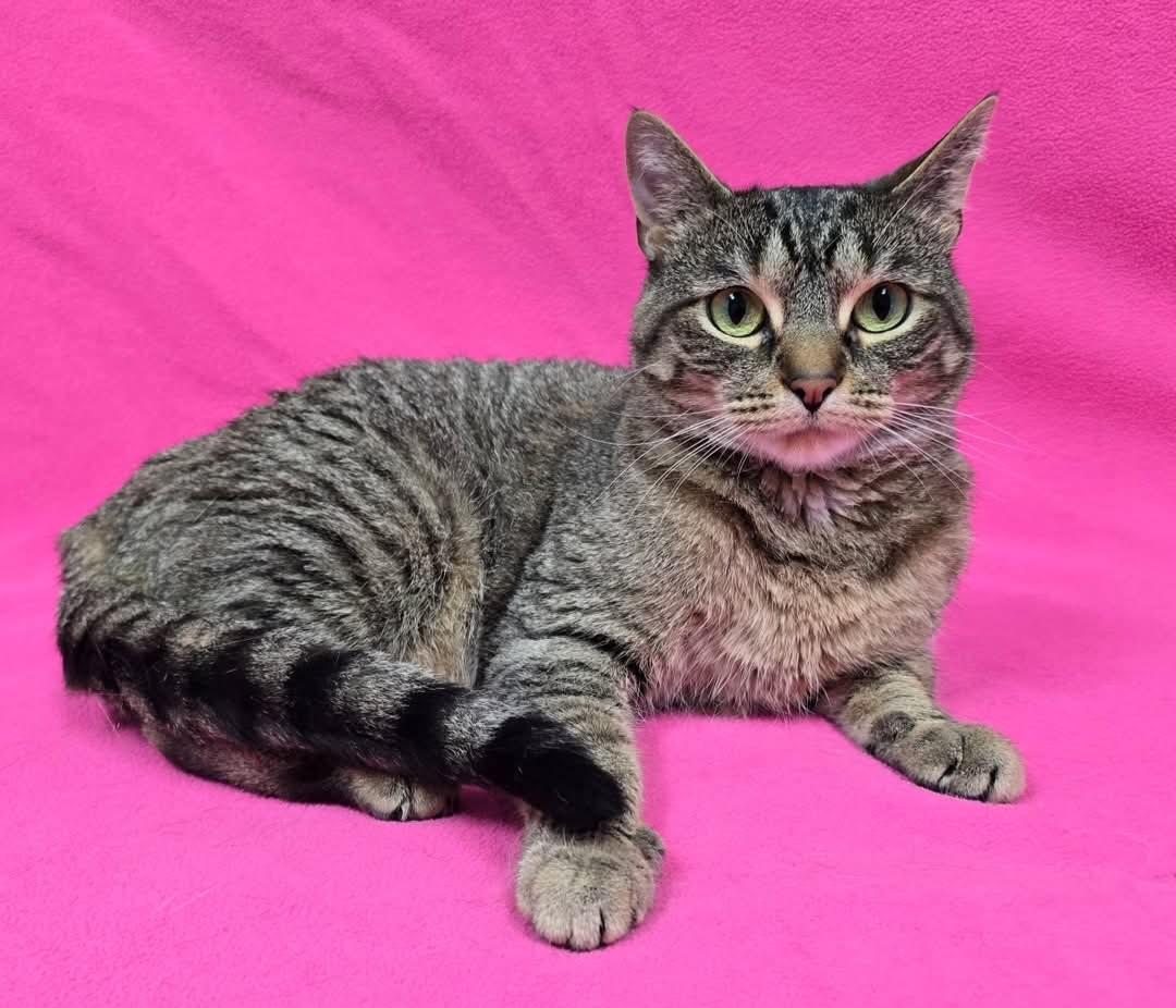 Enlarge Dee, a Adoptable Domestic Short Hair in Frankfort, IN image 2/5