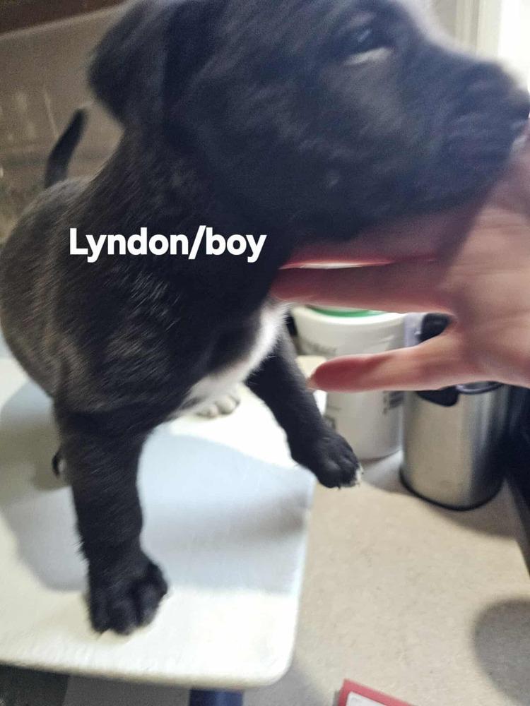 Enlarge Lyndon, a Adoptable mixed breed in Evergreen, CO image 1/6