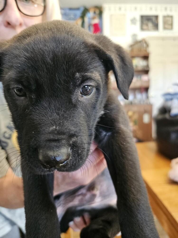 Lyndon, Adoptable, Puppy Male Shepherd & Mixed Breed.