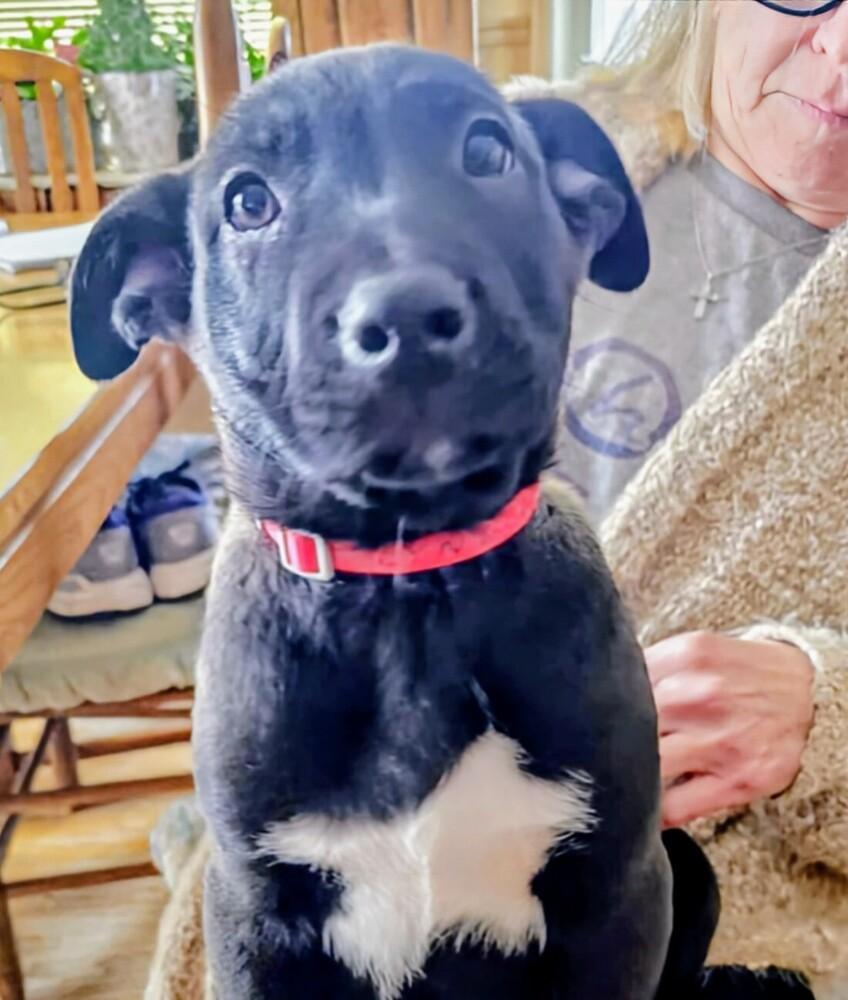 Lyndon, Adoptable, Puppy Male Shepherd & Mixed Breed.
