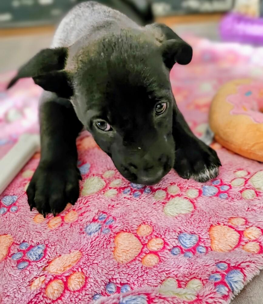 Lyndon, Adoptable, Puppy Male Shepherd & Mixed Breed.