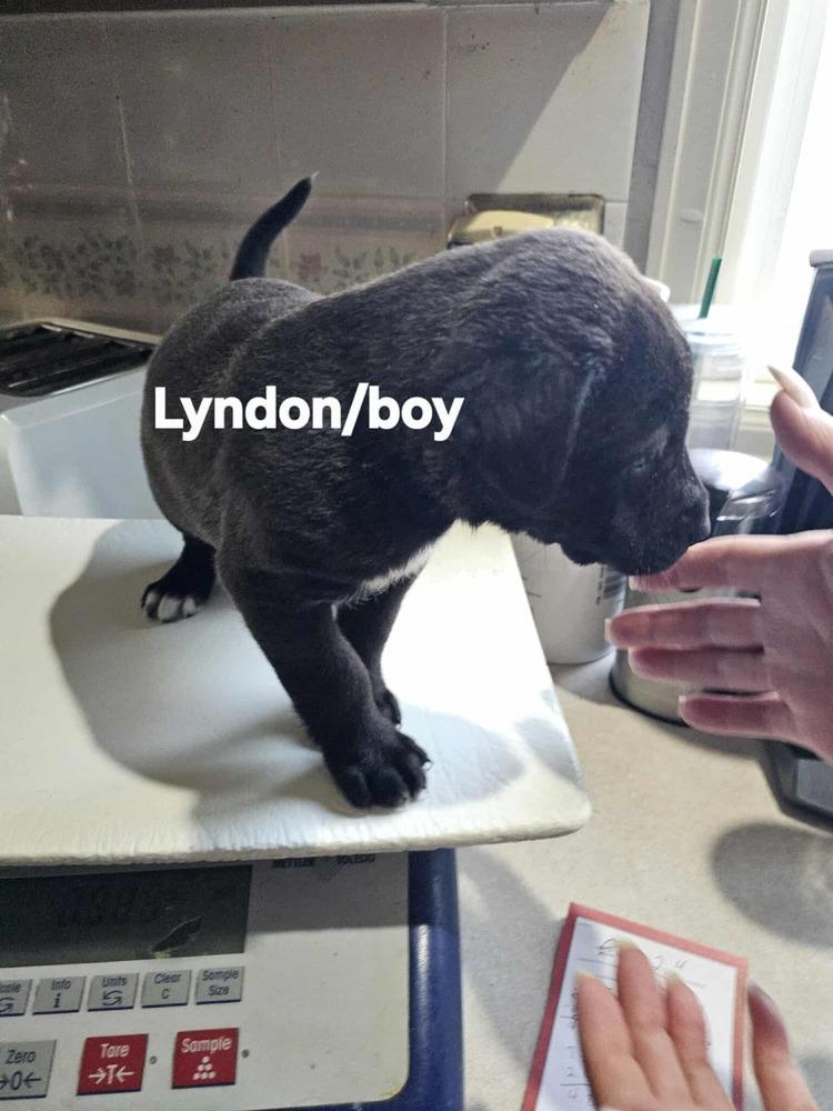 Enlarge Lyndon, a Adoptable mixed breed in Evergreen, CO image 3/6