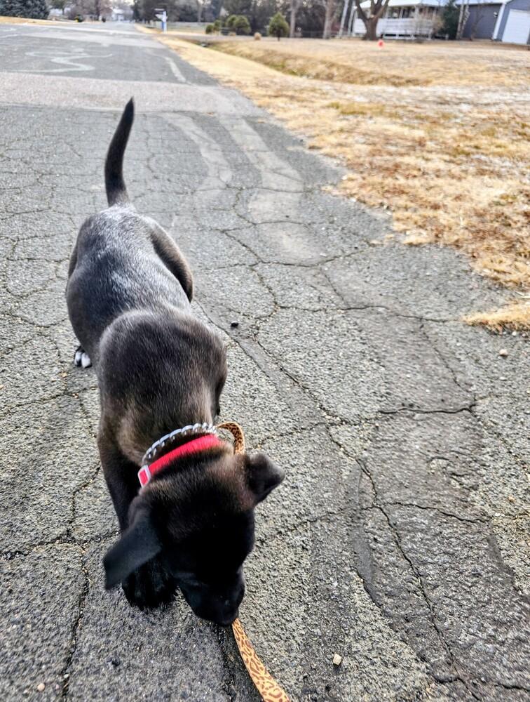Enlarge Lyndon, a Adoptable mixed breed in Evergreen, CO image 3/3