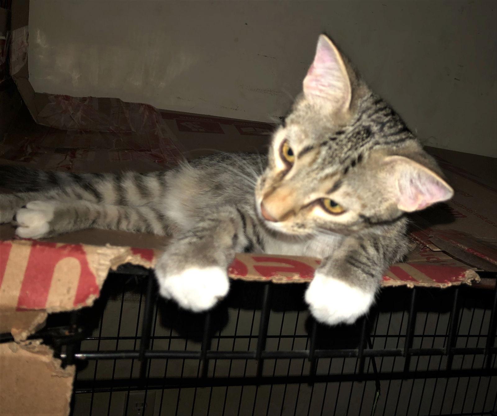 Enlarge Mango, a Adoptable Tabby in Southaven, MS image 1/3