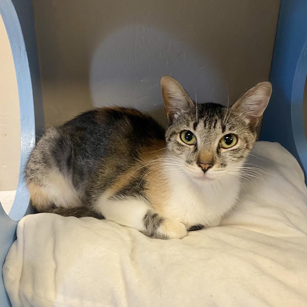 Fawn, a Adoptable Domestic Short Hair in Tempe, AZ image 1/6