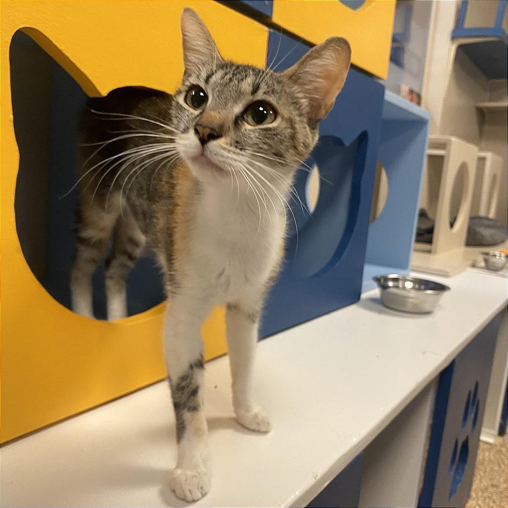 Fawn, a Adoptable Domestic Short Hair in Tempe, AZ image 2/6