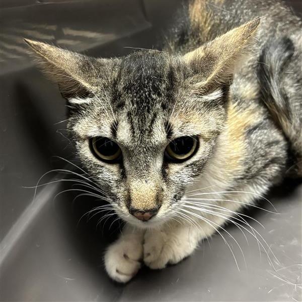 Fawn, a Adoptable Domestic Short Hair in Tempe, AZ image 3/6