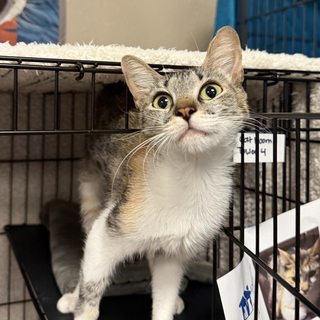 Fawn, a Adoptable Domestic Short Hair in Tempe, AZ image 4/6