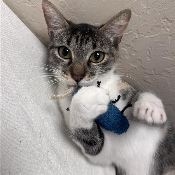 Fawn, a Adoptable Domestic Short Hair in Tempe, AZ image 5/6