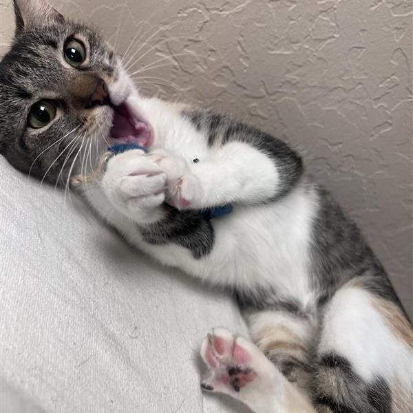 Fawn, a Adoptable Domestic Short Hair in Tempe, AZ image 6/6