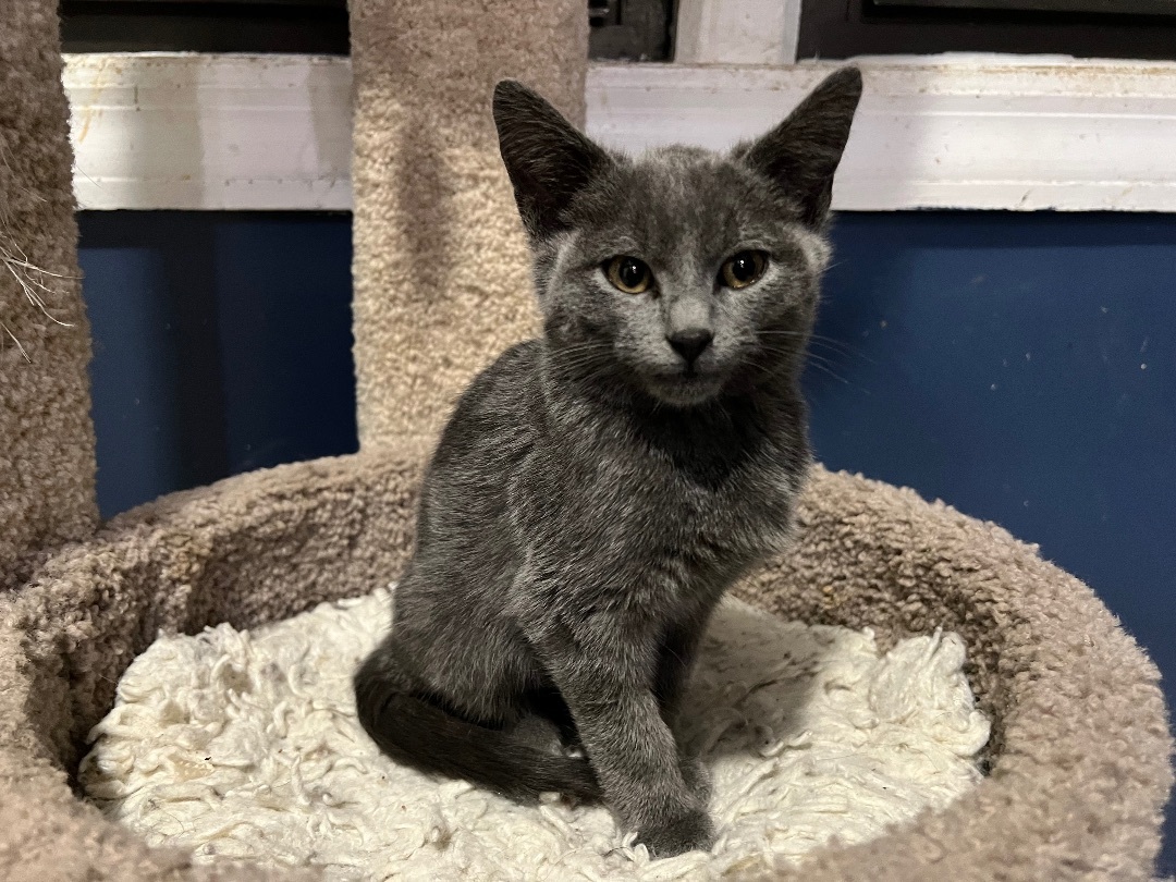 Enlarge Blue, a Adoptable Russian Blue in Chicago, IL image 1/4