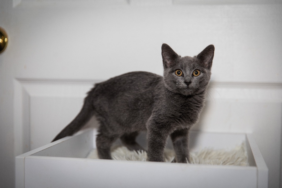 Enlarge Blue, a Adoptable Russian Blue in Chicago, IL image 2/4