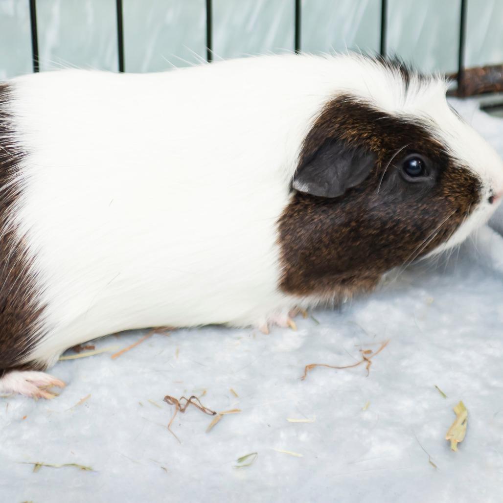 Enlarge Gus, a Adoptable Guinea Pig in Middletown, RI image 1/1