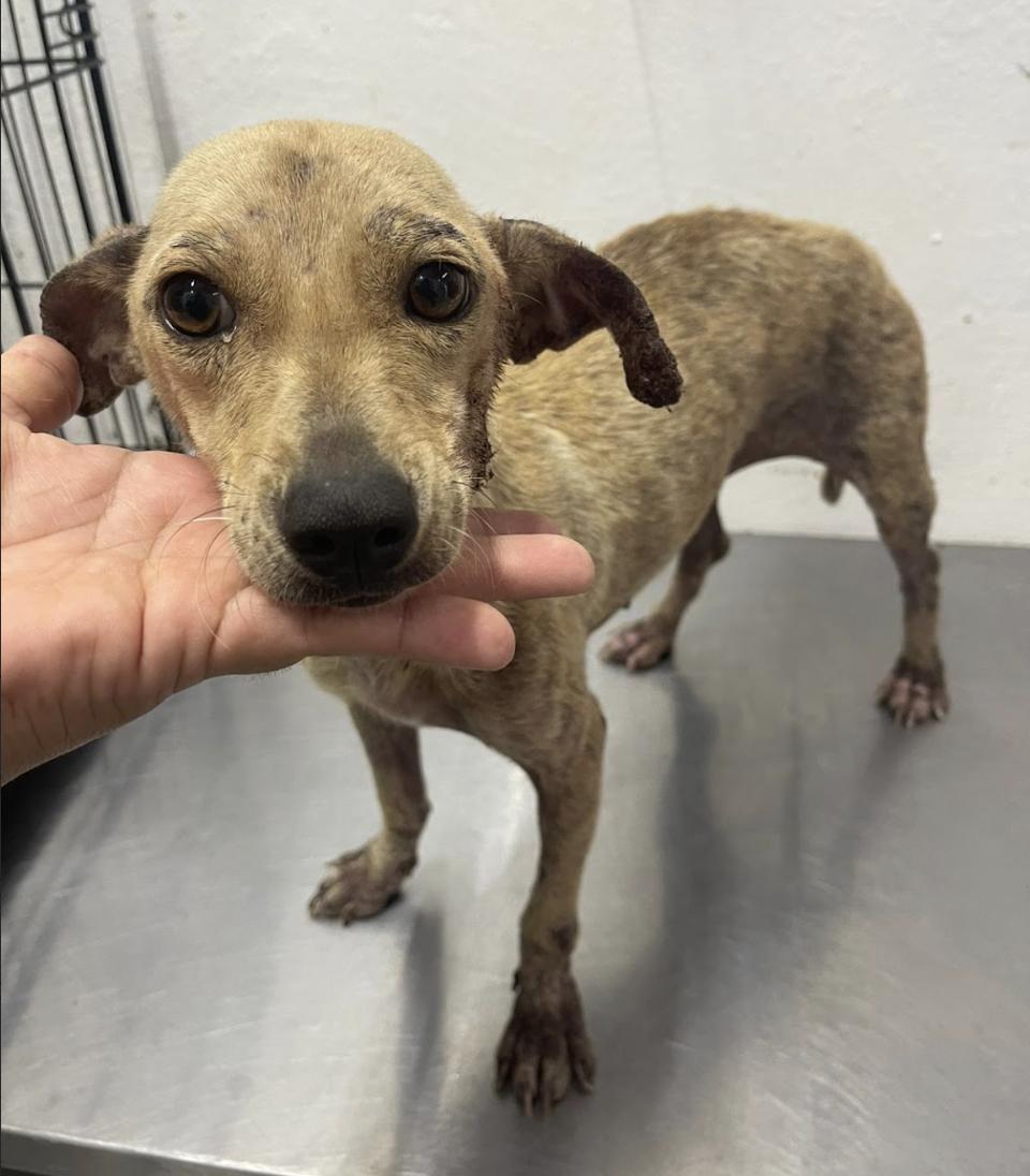 Nina, an adoptable Chihuahua in EL COLORADO, JAL, 48265 | Photo Image 4