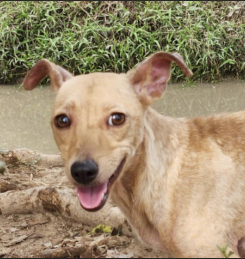Nina, an adoptable Chihuahua in EL COLORADO, JAL, 48265 | Photo Image 3