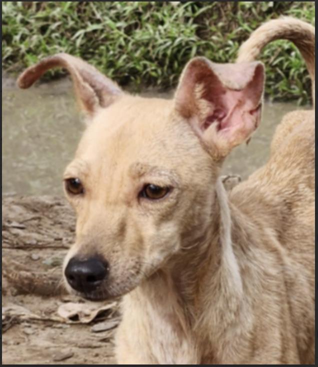 Nina, an adoptable Chihuahua in EL COLORADO, JAL, 48265 | Photo Image 2