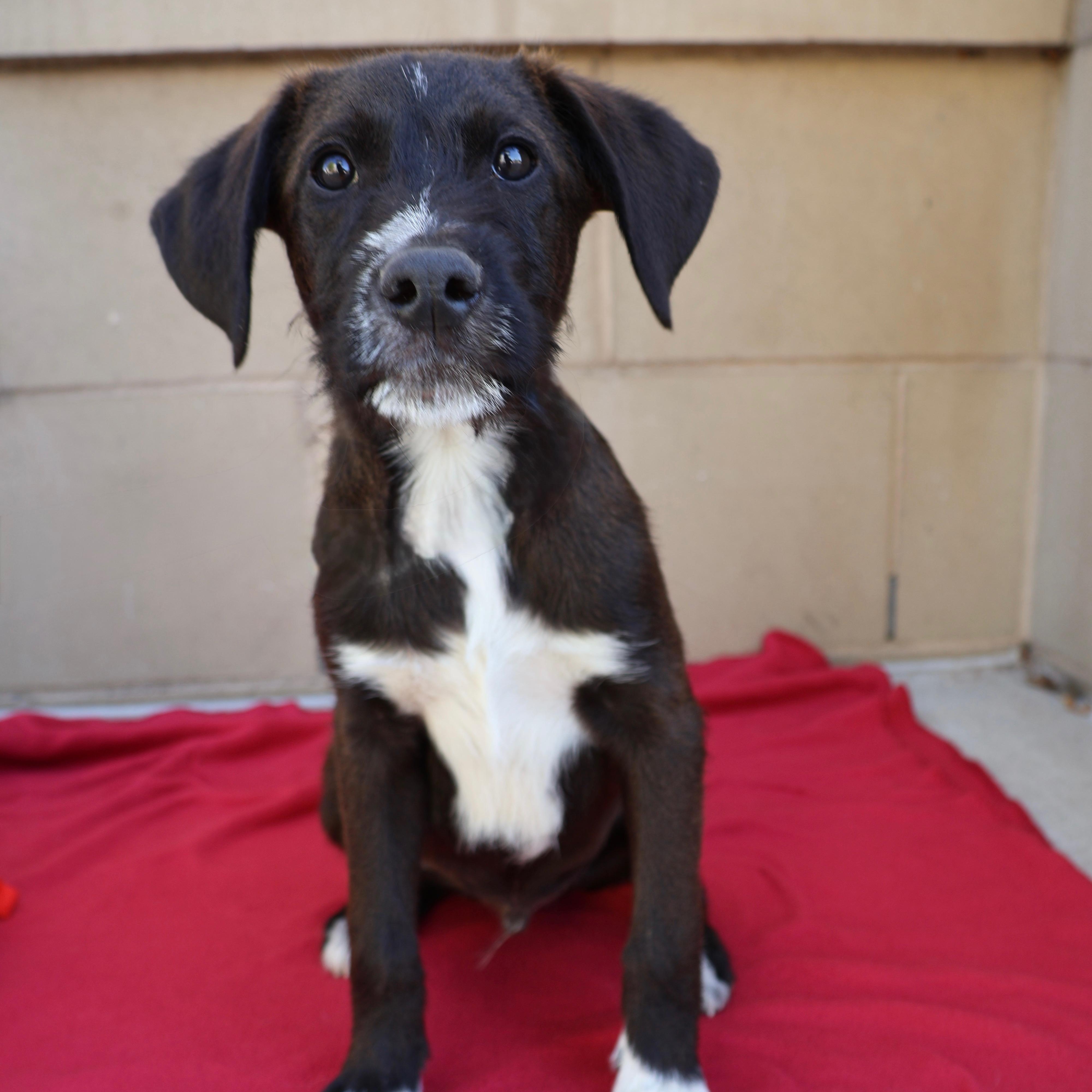 Ralphie, ADOPTABLE, Puppy Male Standard Poodle & Shepherd.