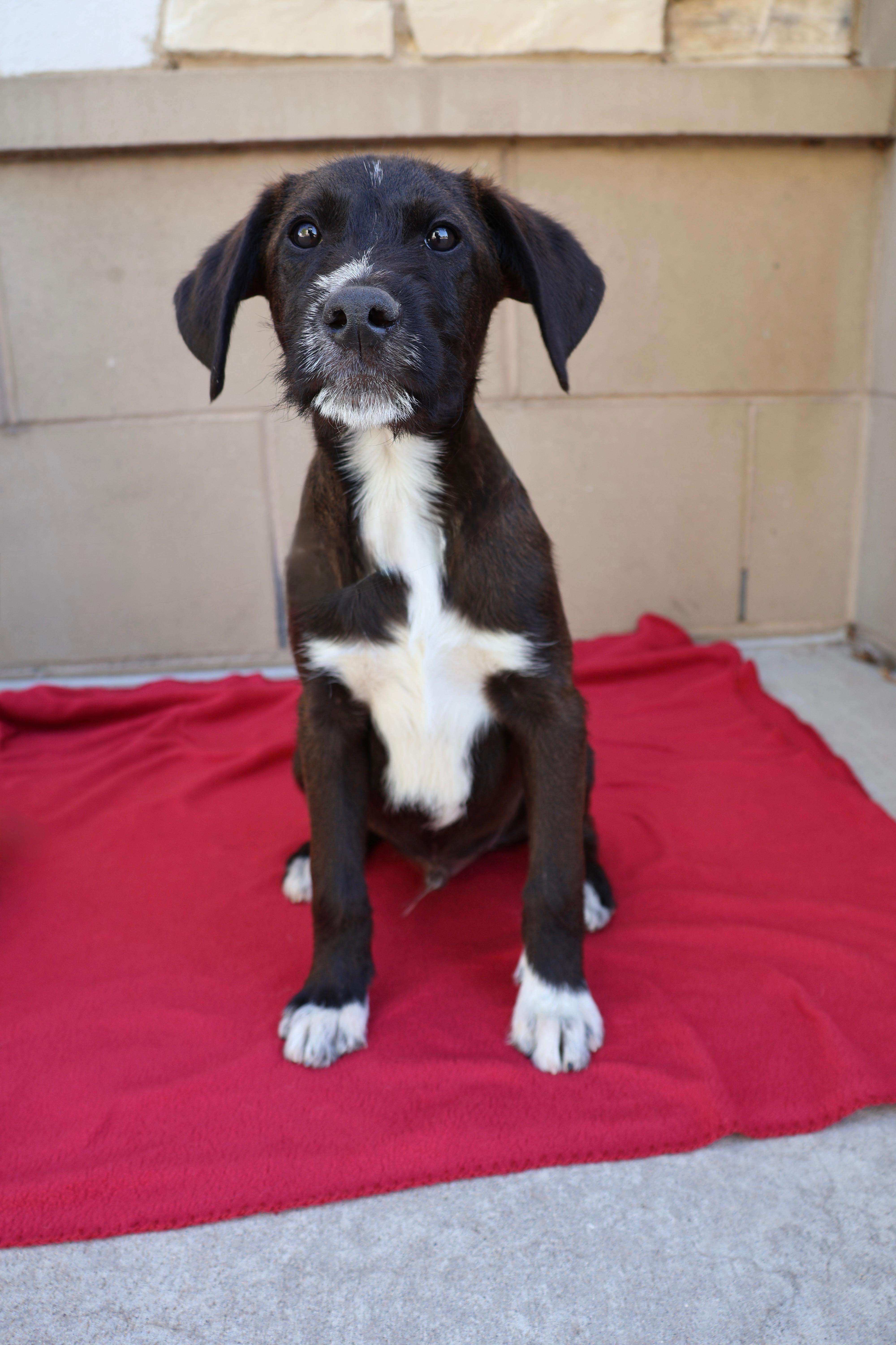 Enlarge Ralphie, a ADOPTABLE mixed breed in Fort Collins, CO image 2/2