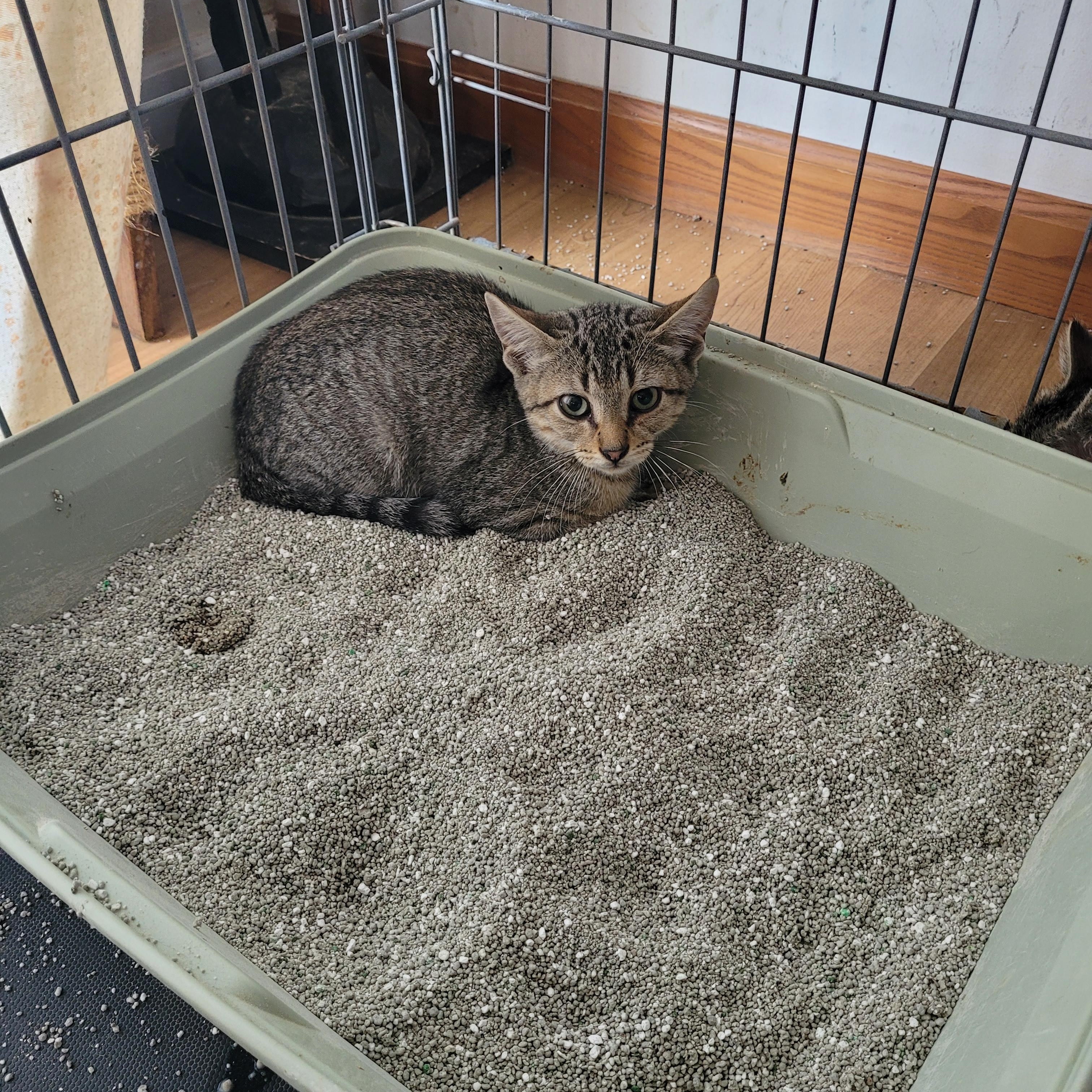 Enlarge Rex, a Adoptable Domestic Short Hair in St. Clair, MO image 1/2