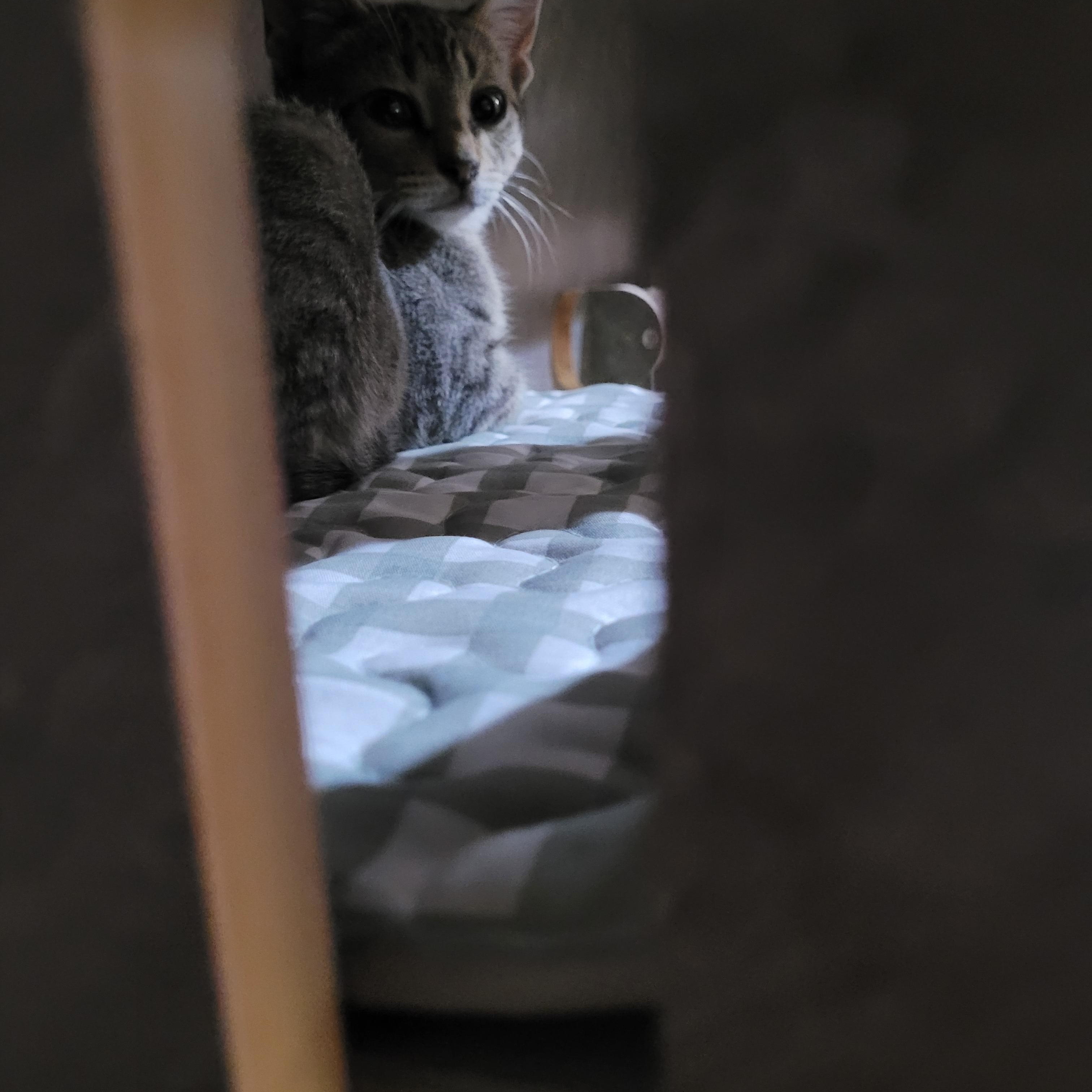 Enlarge Rex, a Adoptable Domestic Short Hair in St. Clair, MO image 2/2