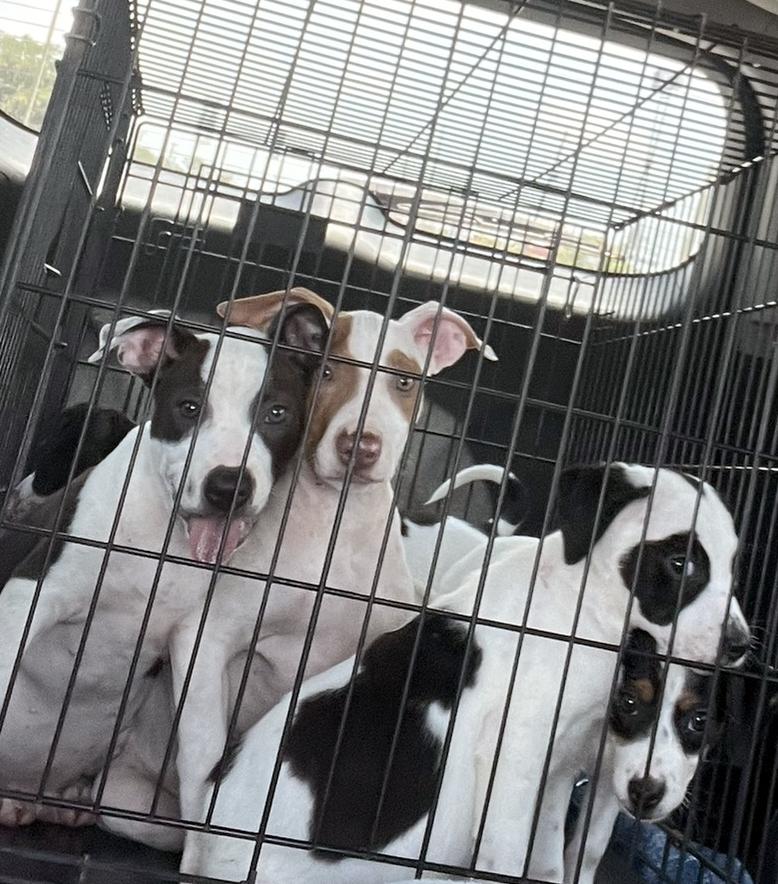 Enlarge KOBE  $100 fee, a Adopted mixed breed in Bradenton, FL image 3/3