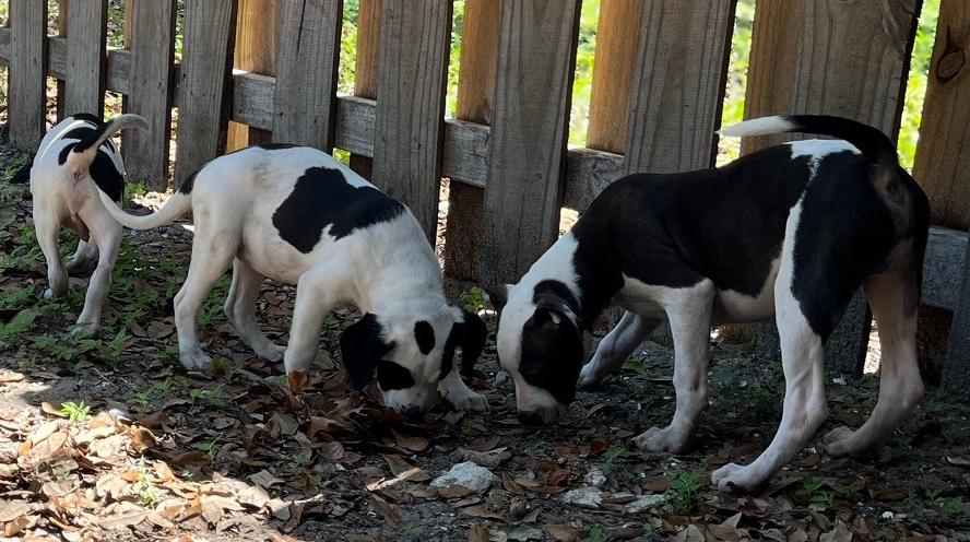 Enlarge KOBE  $100 fee, a Adopted mixed breed in Bradenton, FL image 1/3