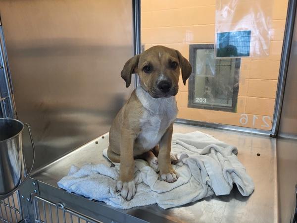 Pen  Domino thumbnail 2