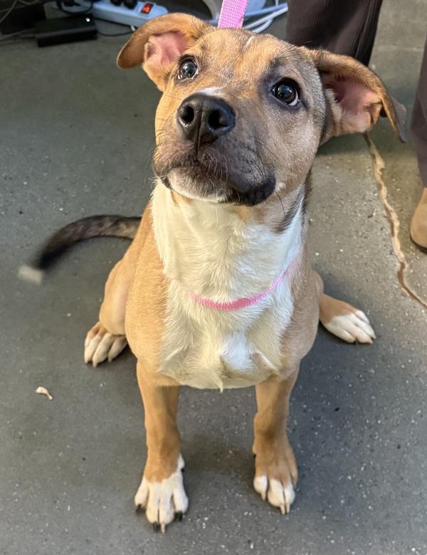 Pen  Domino thumbnail 3