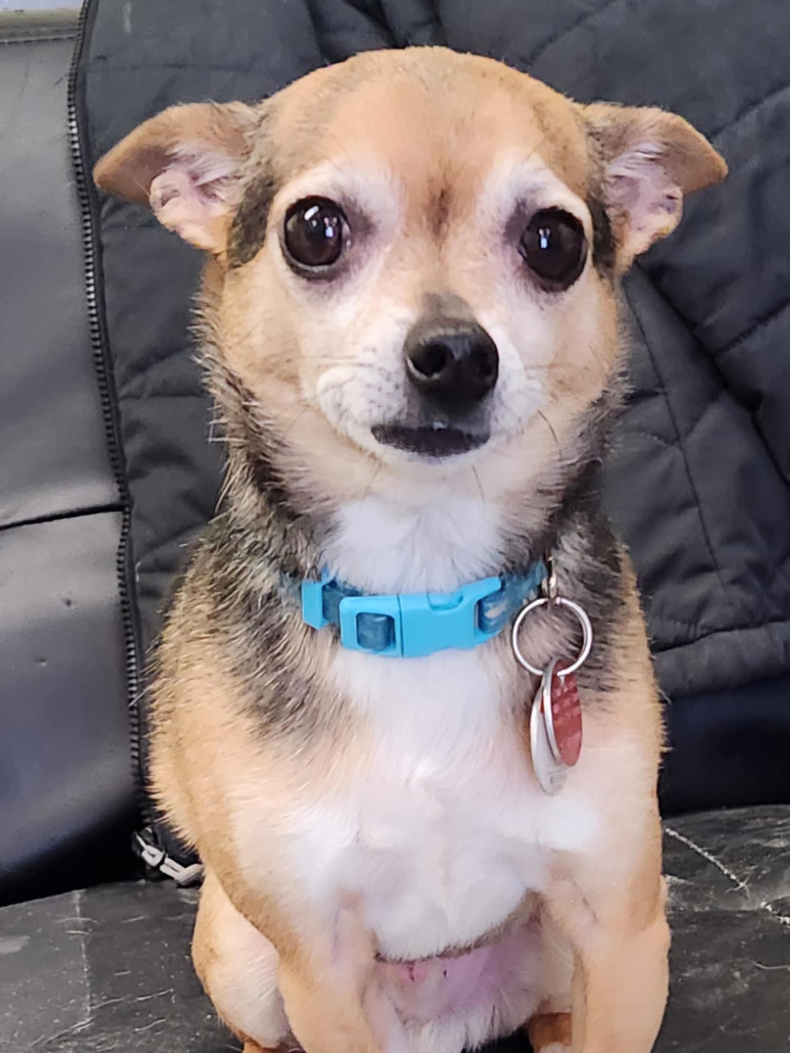 Enlarge Ballou, a Adopted Chihuahua in Hornepayne, ON image 1/5