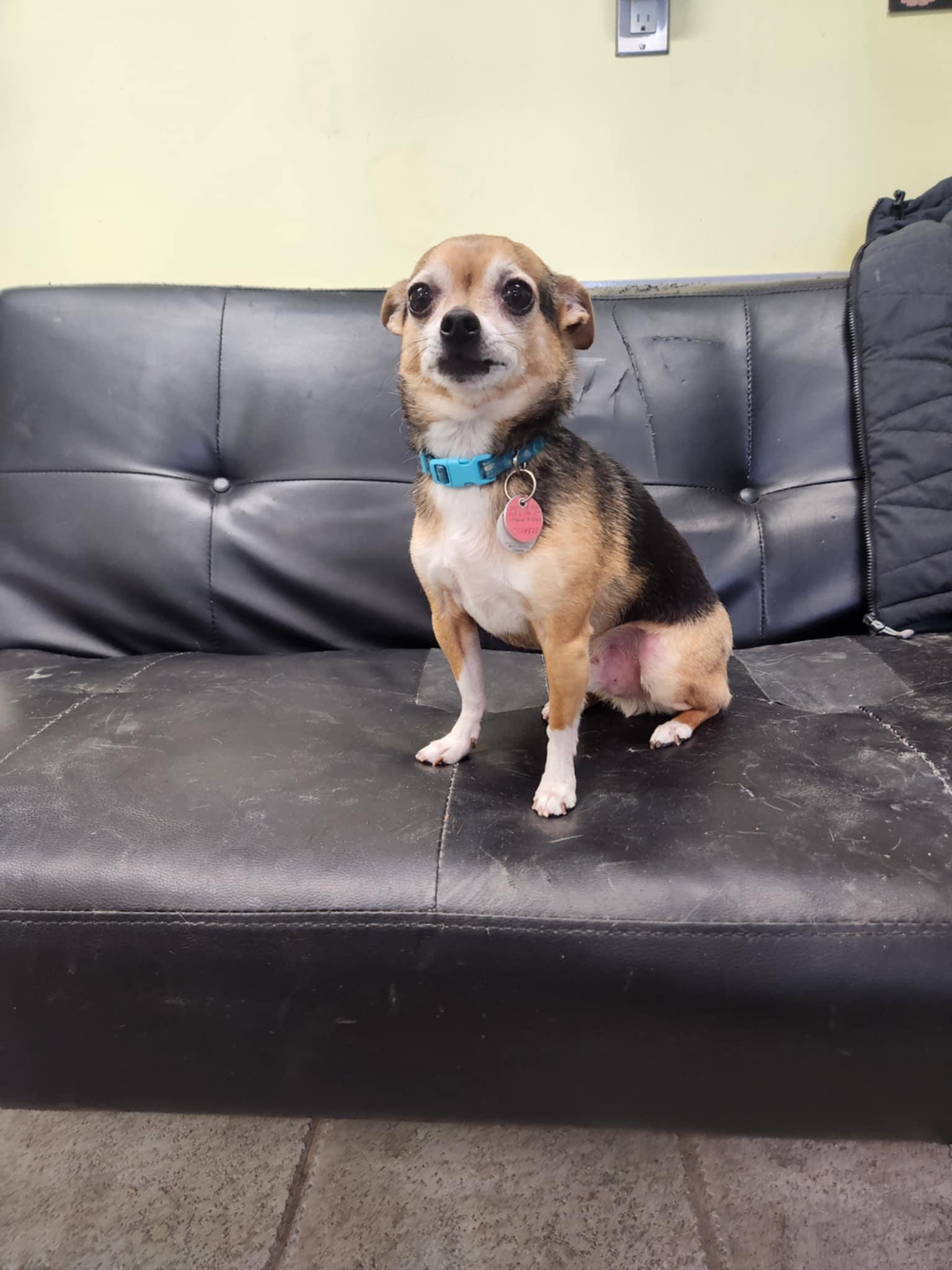 Enlarge Ballou, a Adopted Chihuahua in Hornepayne, ON image 2/5