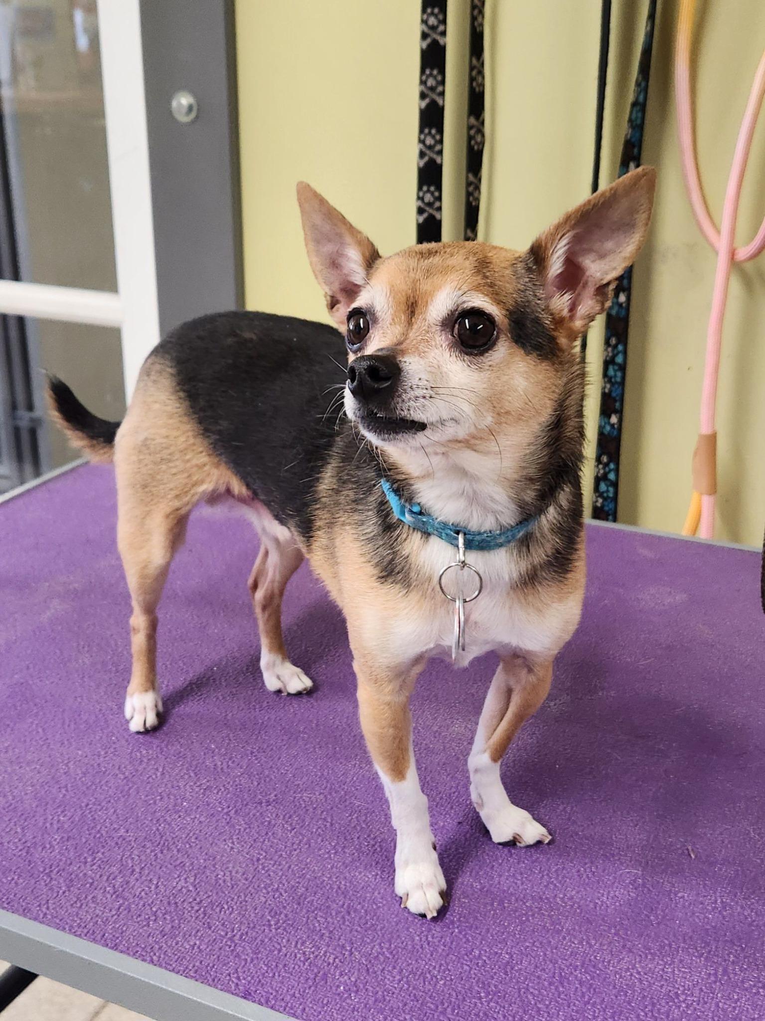 Enlarge Ballou, a Adopted Chihuahua in Hornepayne, ON image 3/5