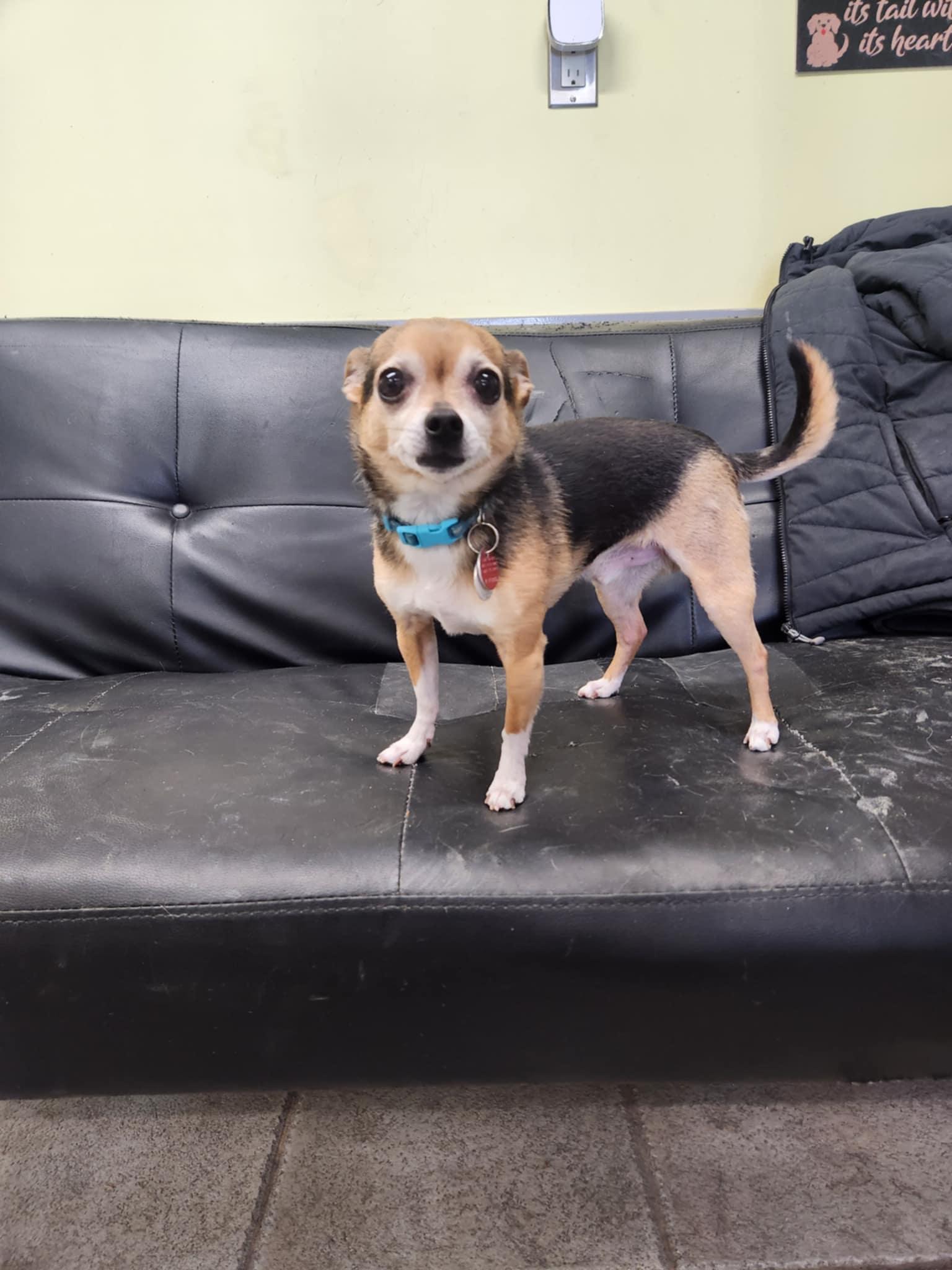 Enlarge Ballou, a Adopted Chihuahua in Hornepayne, ON image 4/5