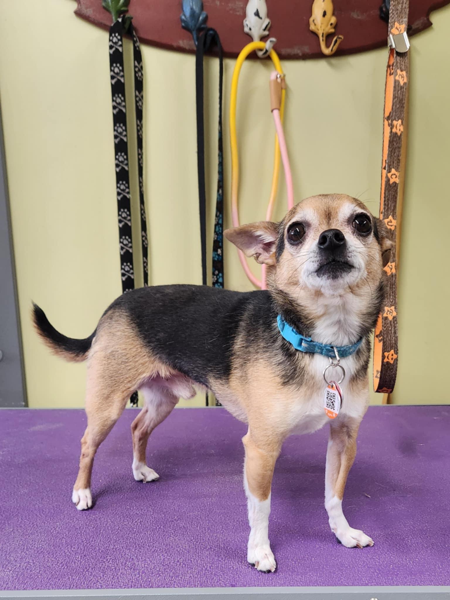 Enlarge Ballou, a Adopted Chihuahua in Hornepayne, ON image 5/5