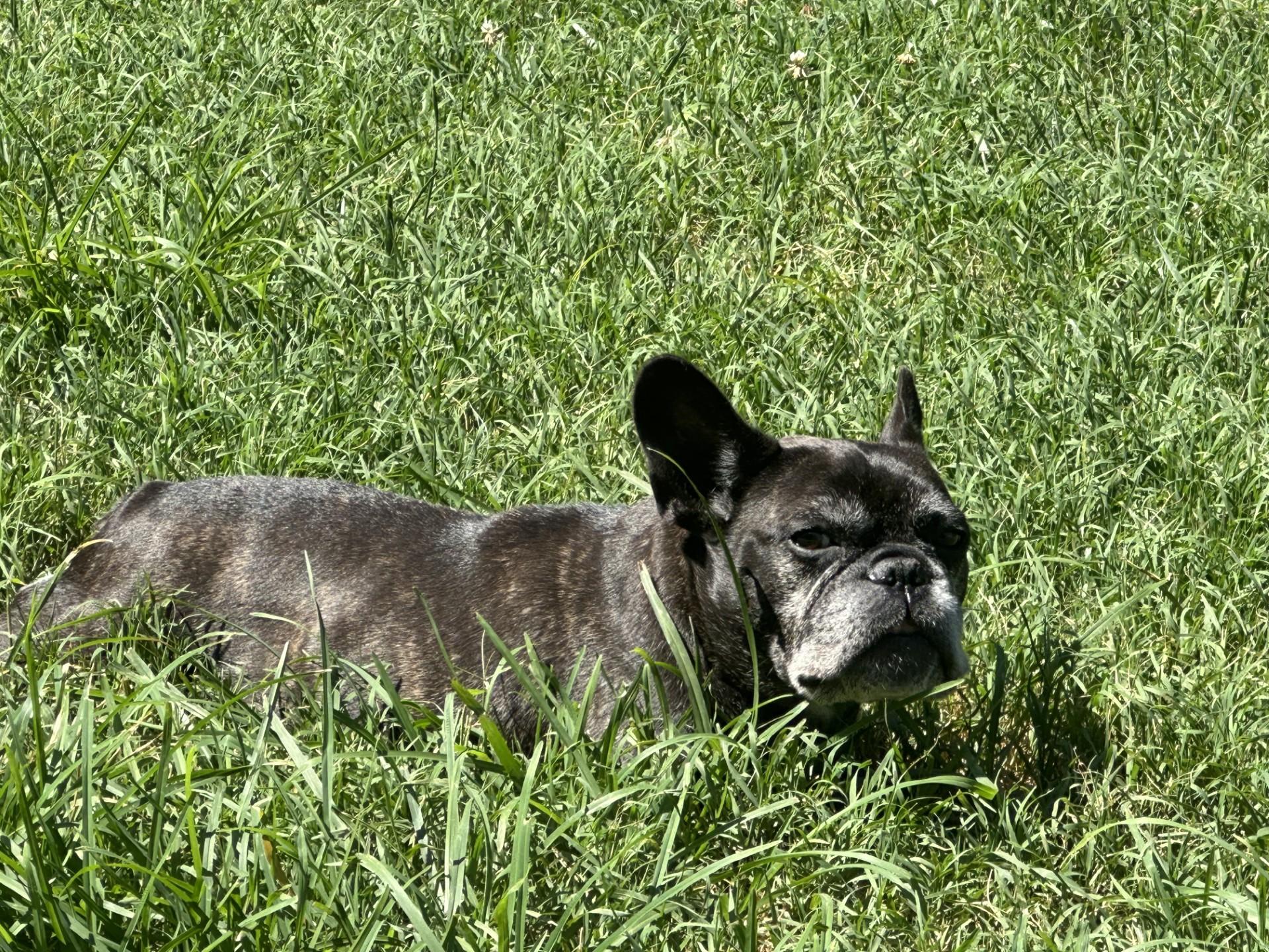 Mabel, a ADOPTABLE French Bulldog in Salisbury, NC image 1/5
