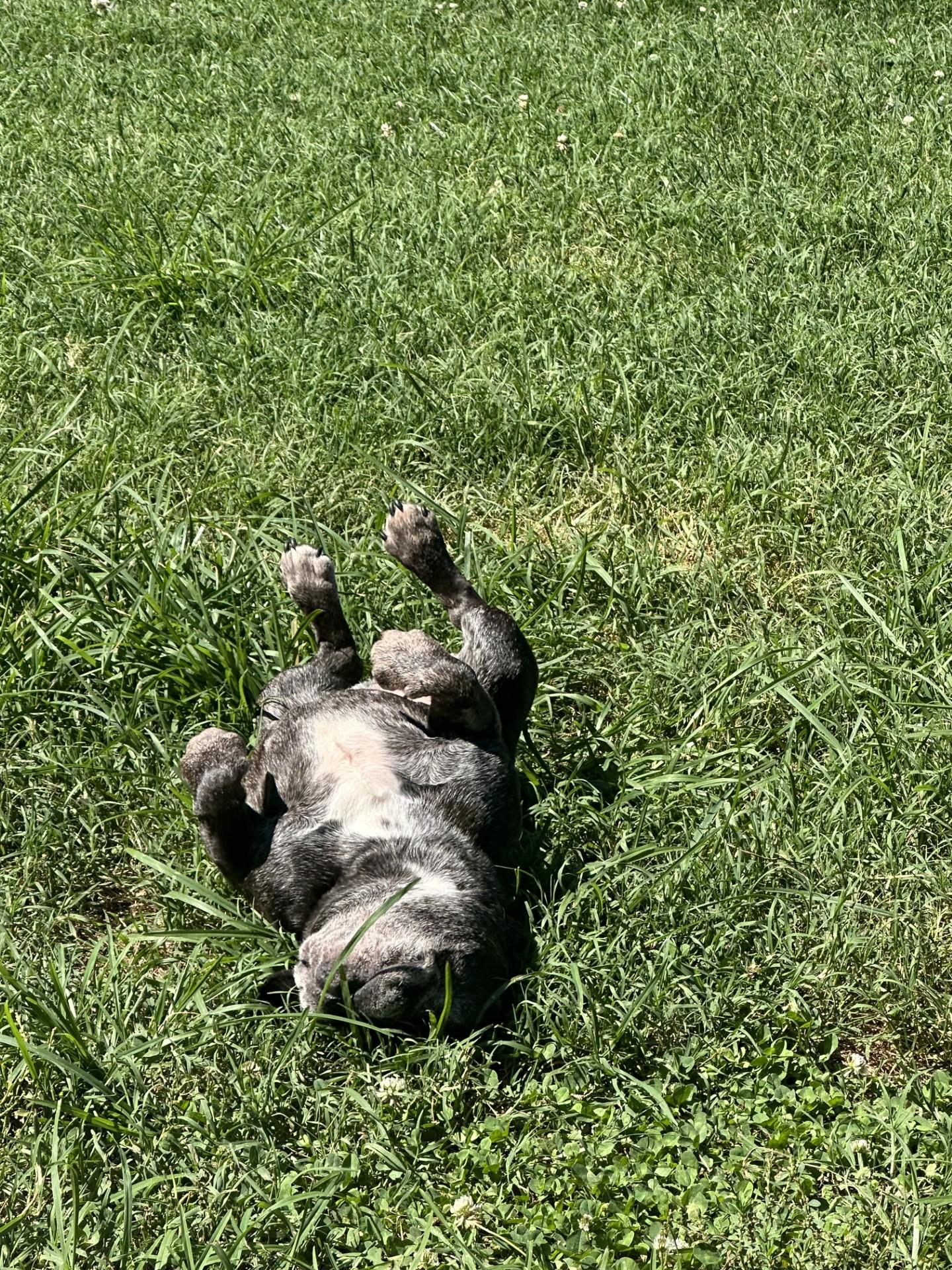 Mabel, a ADOPTABLE French Bulldog in Salisbury, NC image 2/5