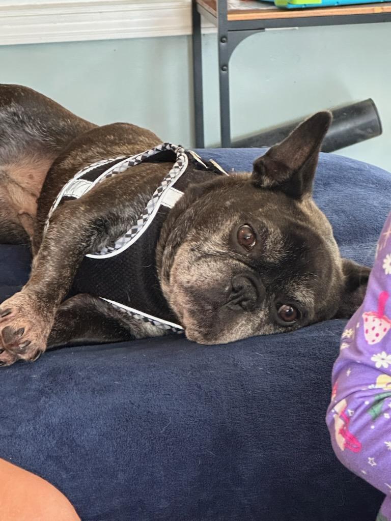 Mabel, a ADOPTABLE French Bulldog in Salisbury, NC image 3/5