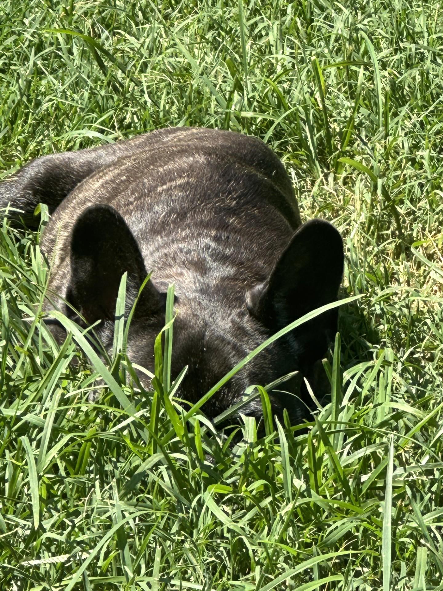 Mabel, a ADOPTABLE French Bulldog in Salisbury, NC image 4/5