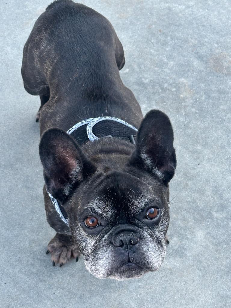 Mabel, a ADOPTABLE French Bulldog in Salisbury, NC image 5/5
