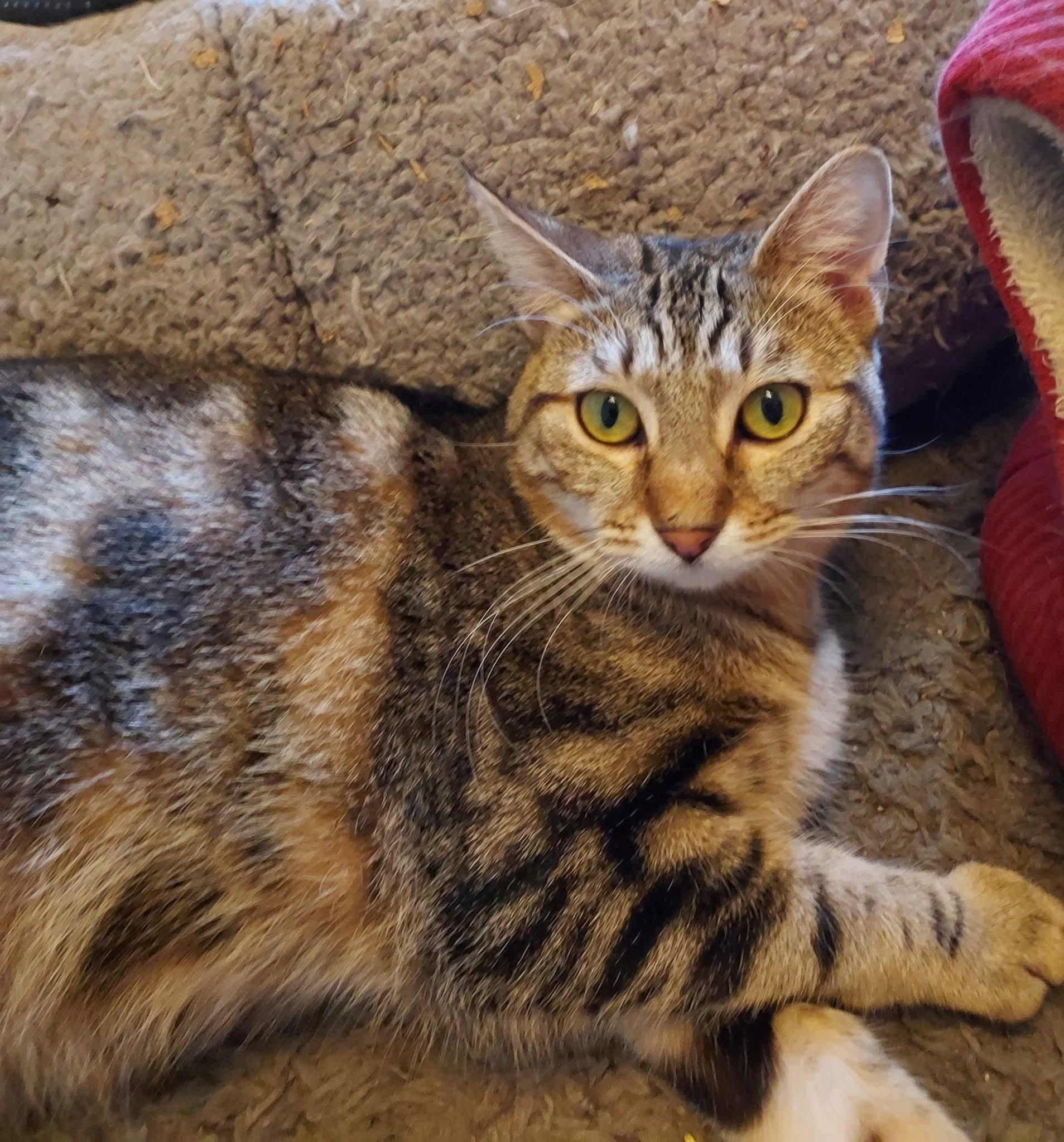 Boo, Adoptable, Adult Female Domestic Short Hair.